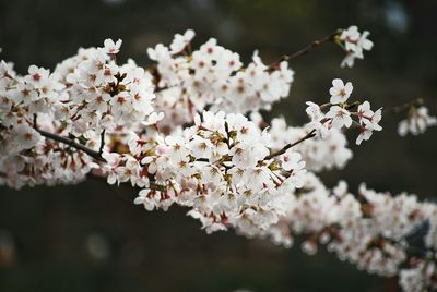 Close-up of cherry blossom tree