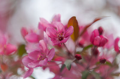 Close-up of pink cherry blossoms