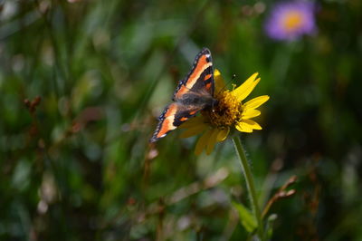 Close-up of bee pollinating on yellow flower