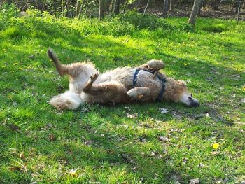 Dog relaxing on grassy field