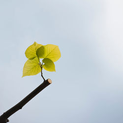Low angle view of yellow leaves against clear sky