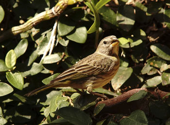 Close-up of bird perching on plant