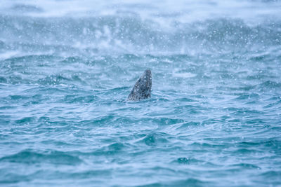 View of turtle swimming in sea