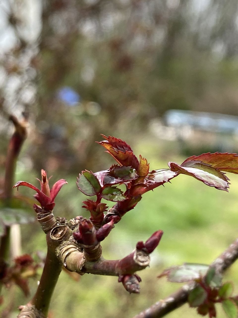 CLOSE-UP OF RED FLOWER BUDS