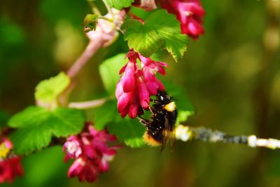 Close-up of bee on pink flower