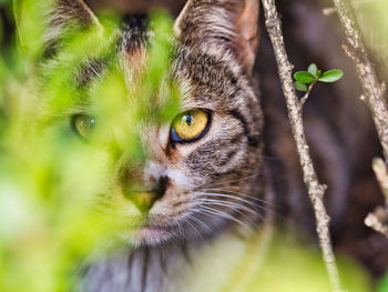 Close-up portrait of a cat