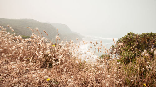 Scenic view of grassy landscape against clear sky