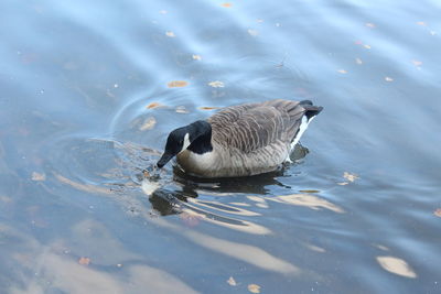 High angle view of canada goose swimming in river