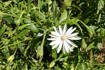 Close-up of white flowers blooming outdoors