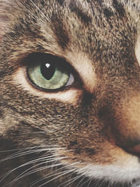 Close-up portrait of cat