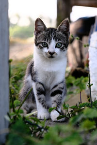 Portrait of cat sitting outdoors