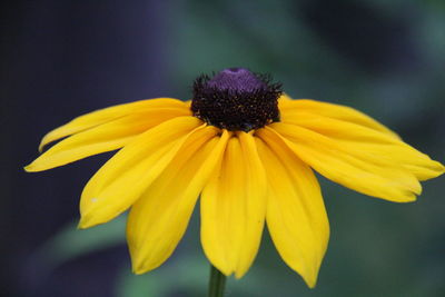 Close-up of yellow flower