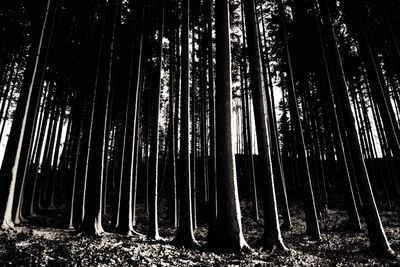 Low angle view of bamboo trees in forest