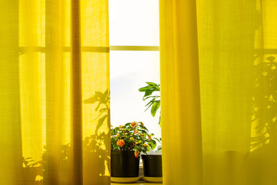 Growing houseplants in pots. window with yellow curtains and flowers in sun. home plant - impatiens.