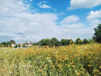 Scenic view of field against sky