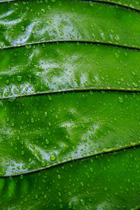 Full frame shot of wet leaves