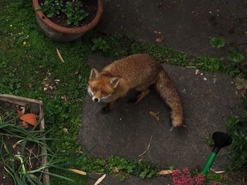 High angle view of cat on field