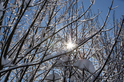 Low angle view of sunlight streaming through bare tree