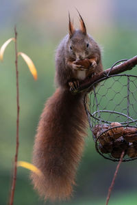 Close-up of squirrel on tree