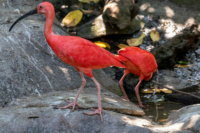 View of bird perching on rock