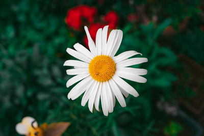 Close-up of white daisy