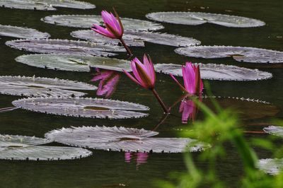 Pink lotus water lily in lake