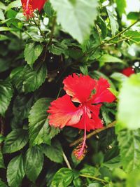 Close-up of red hibiscus blooming outdoors