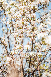 Low angle view of cherry blossoms in spring