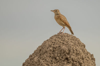 Low angle view of bird perching on rock