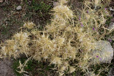 High angle view of succulent plant on field