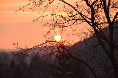 Silhouette of trees at sunset