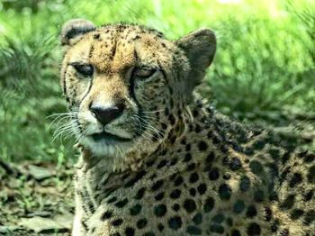 Close-up portrait of an animal