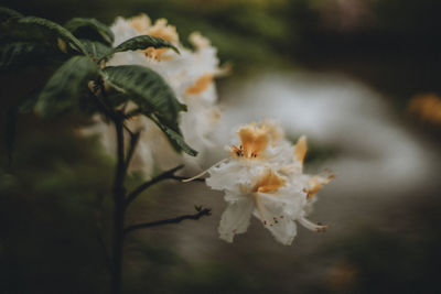 Close-up of white cherry blossom