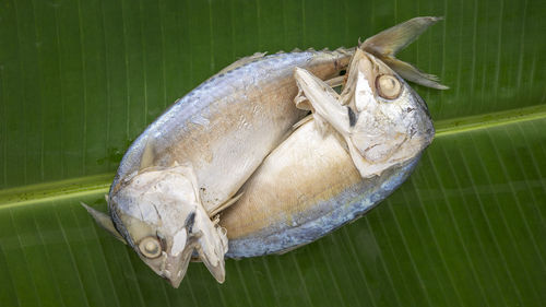 High angle view of crab on leaf