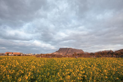 Scenic view of yellow flower field against cloudy sky