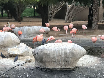 View of birds on rocks