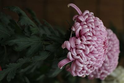 Close-up of pink rose flower