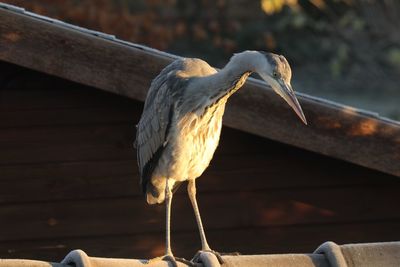 Close-up of gray heron perching on floor