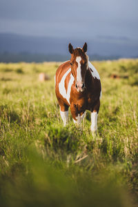 Horse standing in a meadow looking at camera