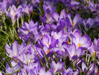 Close-up of purple crocus flowers