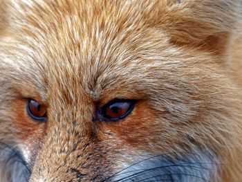 Close-up portrait of horse