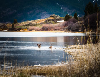 Ducks swimming in lake