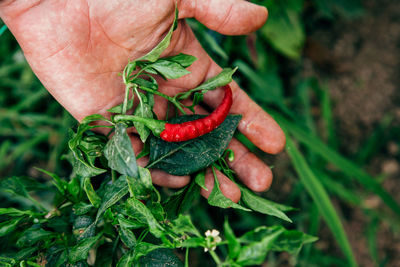 Close-up of hand holding leaf