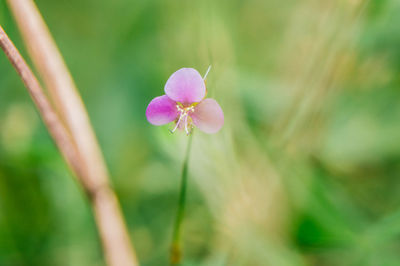 Close-up of flower blooming outdoors