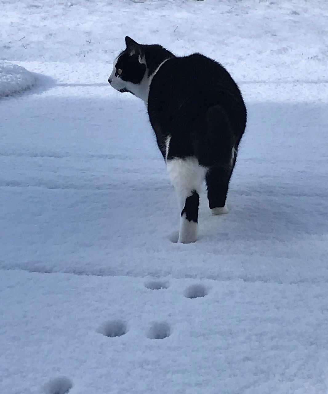 DOG STANDING ON SNOW COVERED LANDSCAPE