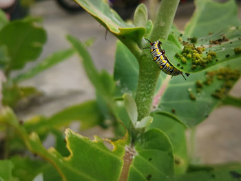 Close-up of insect on leaf