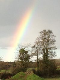 Low angle view of trees against rainbow in sky