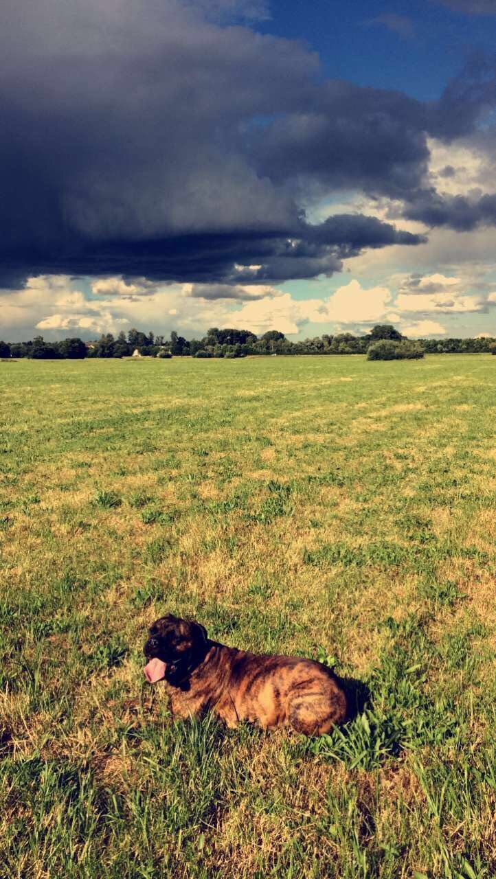 DOG RELAXING ON GRASSY FIELD