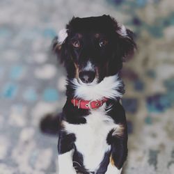 Close-up portrait of black dog