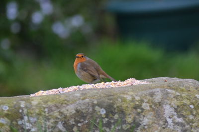 Close-up of bird perching on retaining wall